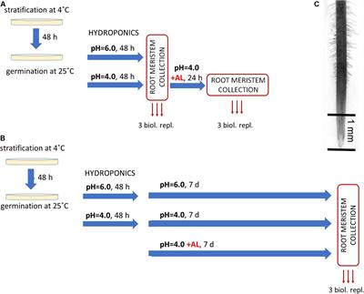 Aluminum or Low pH – Which Is the Bigger Enemy of Barley? Transcriptome Analysis of Barley Root Meristem Under Al and Low pH Stress